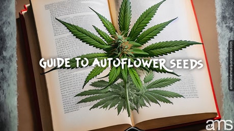 guide autoflower seeds