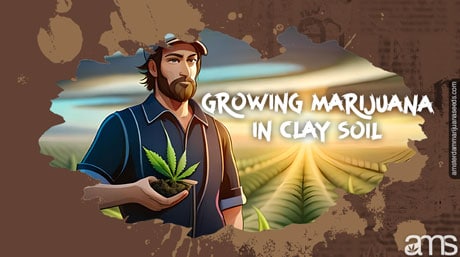 a cannabis grower in a field with clay-rich soil the grower is holding a cannabis leaf in his hand
