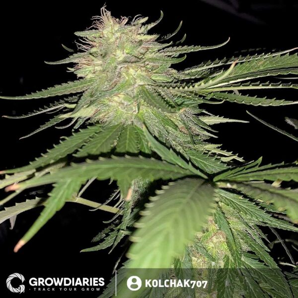 Rainbow Kush Feminized Seeds - Image 4