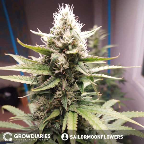 Cheese Autoflower Seeds - Image 3
