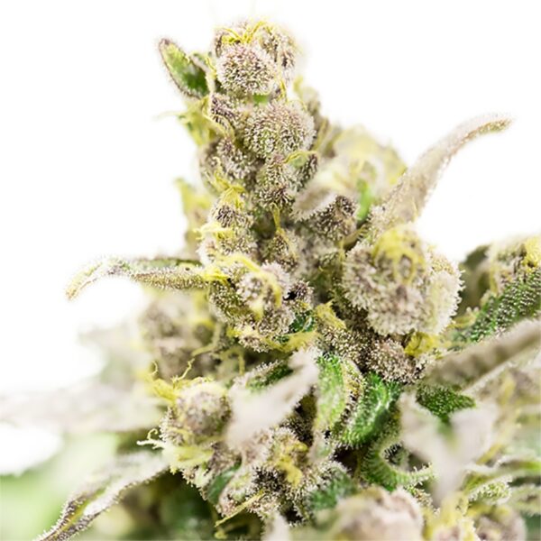 Bob Marley Feminized Seeds - Image 3