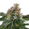 Caramelicious ® Regular Seeds