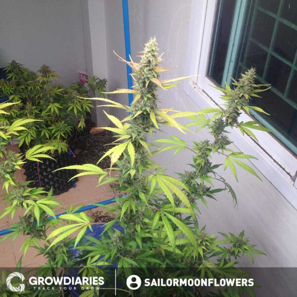 Purple Power XTRM Autoflower Seeds - Image 6