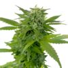 Ganja Dwarf ® Low Rider Autoflower Seeds