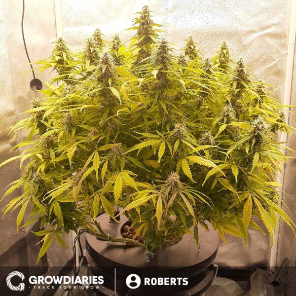 Orange Bud Autoflower Seeds - Image 3