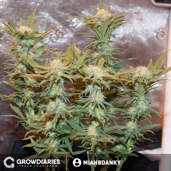 Pot of Gold Feminized Seeds - Image 3