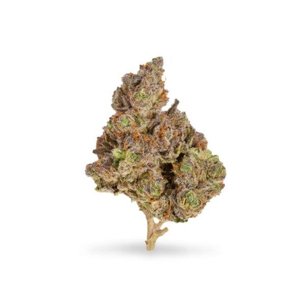 Early Misty Regular Seeds - Image 2