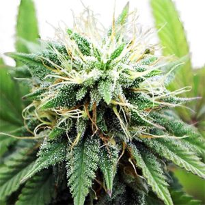 ak47-xtrm-marijuana-seeds.jpg