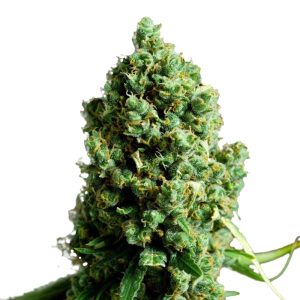 big-bud-autoflowering-marijuana-seeds_2_1_.jpg