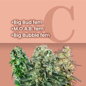 big_buds_combo_pack_2_1.jpg