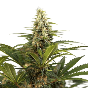 bonbon_d_amour_feminized_seeds3.png