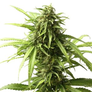 california-dream-feminized-marijuana-seeds_2.jpg