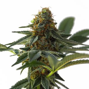 habiba-autoflowering-cannabis-seeds_4.jpg