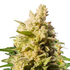 jackberry-feminized-marijuana-seeds_1.jpg