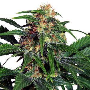 light-of-jah-autoflowering-cannabis-seeds_2_2.jpg