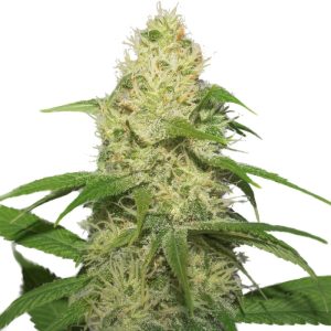 narco-feminized-cannabis-seeds_3.jpg