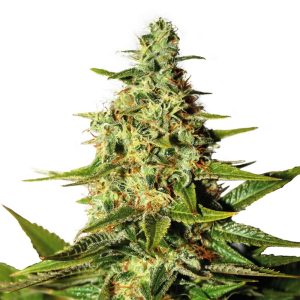 night-nurse-feminized-cannabis-seeds_3.jpg