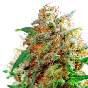 waikiki-queen-feminized-seeds-2.jpeg