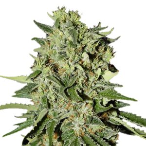 white-widow-feminized-marijuana-seeds_2.jpg