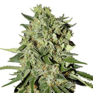 white-widow-feminized-marijuana-seeds_2.jpg