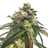 OG Kush XTRM ® Feminized Seeds