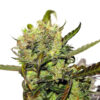 Durban Poison Feminized Seeds