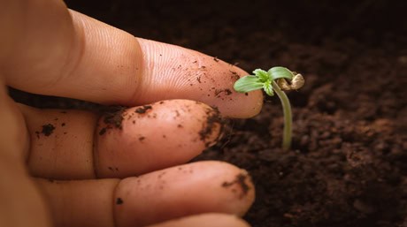Hand Touching Baby Cannabis Plant