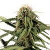Haze Feminized Seeds