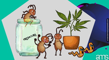 Leaf Miners on Cannabis Plants