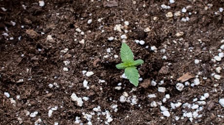 Weed Seedling