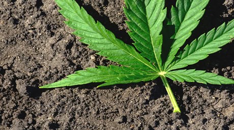 Marijuana Leaf on Soil