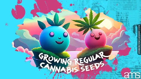 two regular marijuana plants