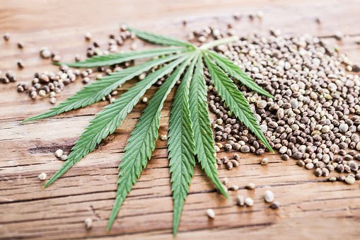 Marijuana seeds from Amsterdam