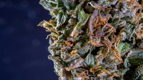Cannabis Bud