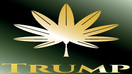 Trump Marijuana