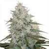 White Queen Feminized Seeds: Your Royal Highness