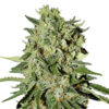 White Widow Feminized Seeds